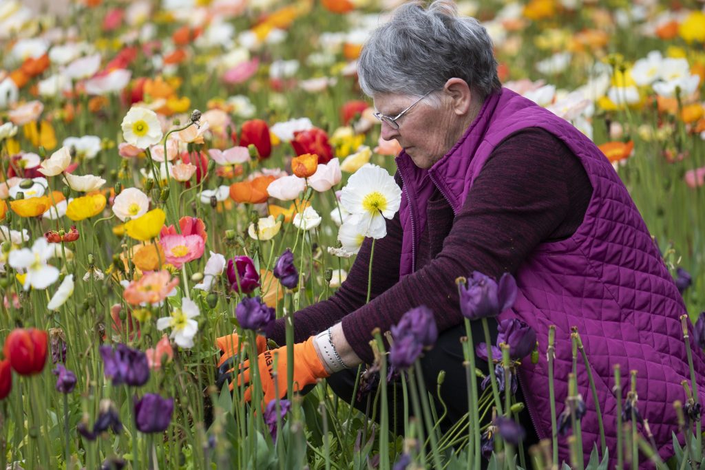 A woman cutting tulip bulbs at Floriade.