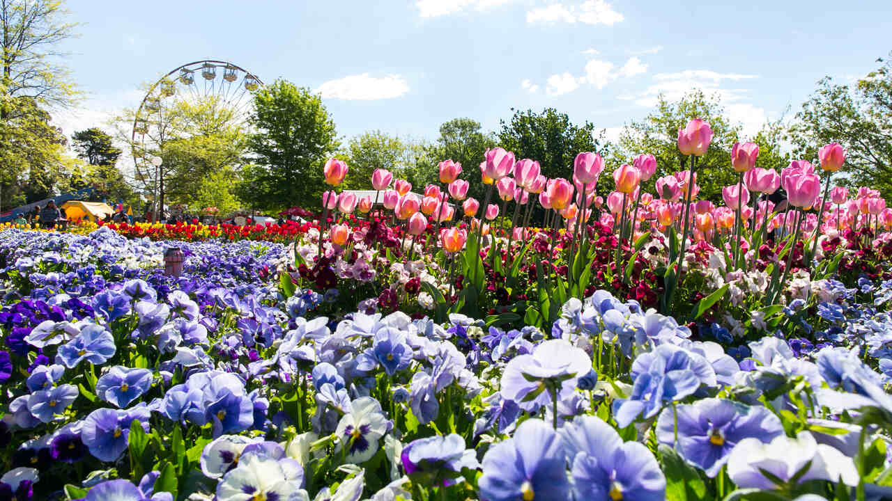 A flower bed with FLoriade's iconic ferris wheel in the background.